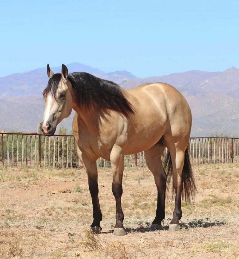 Valley Kingston - Warmblood Horse