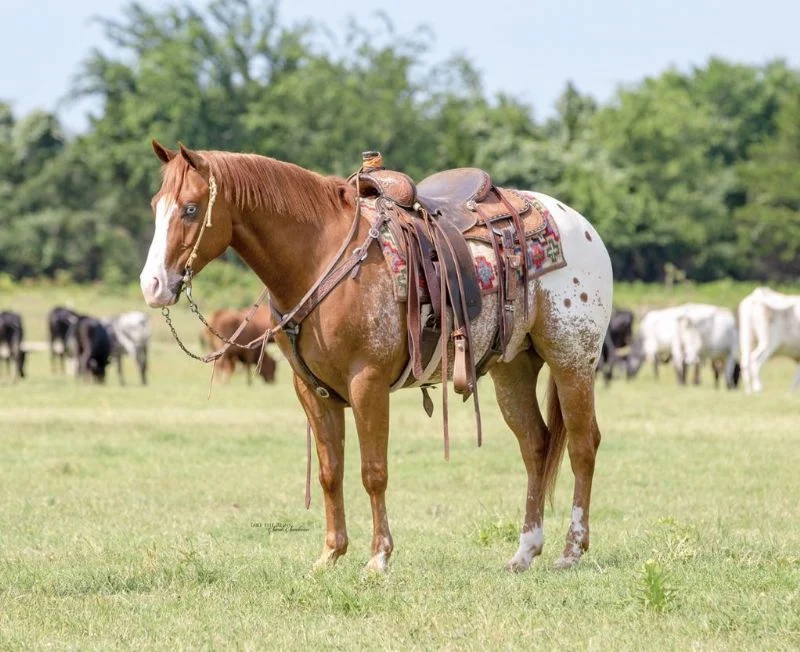 Valley Kingston - Warmblood Horse