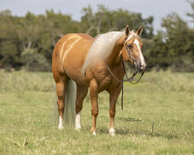 Valley Kingston - Warmblood Horse