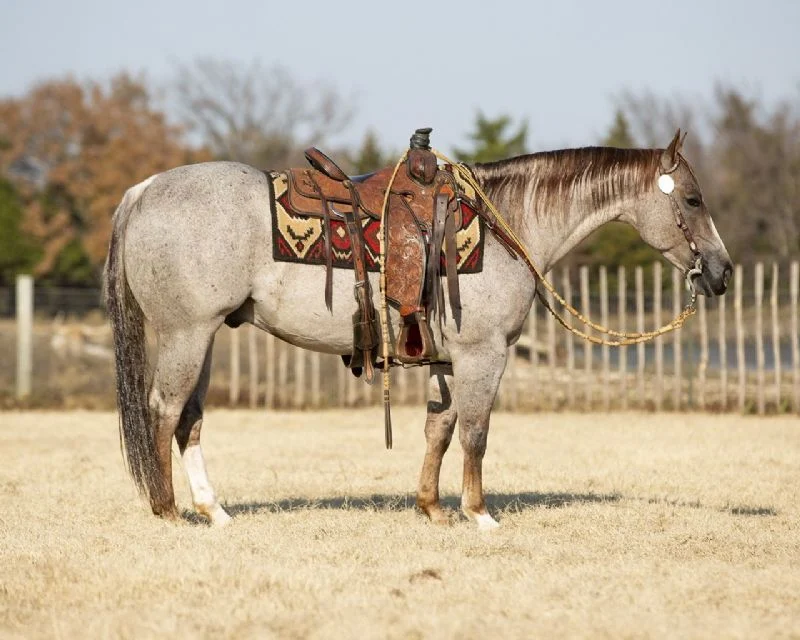 Valley Kingston - Warmblood Horse
