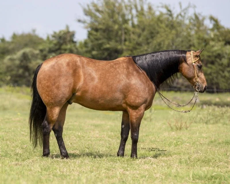 Valley Kingston - Warmblood Horse
