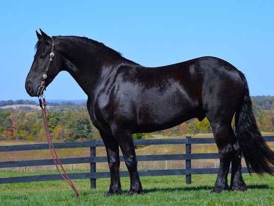 Valley Kingston - Warmblood Horse