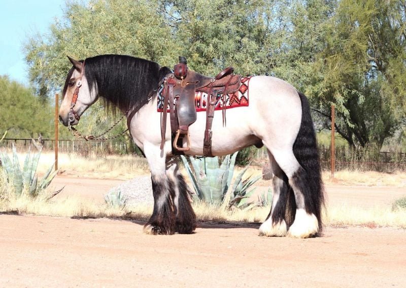 ranch image