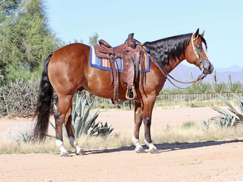 Valley Kingston - Warmblood Horse