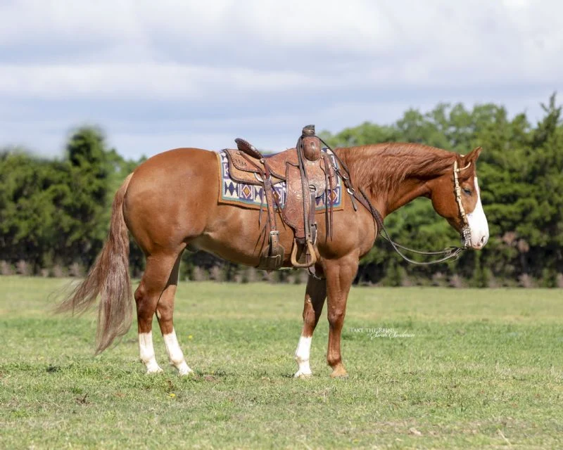 Valley Kingston - Warmblood Horse