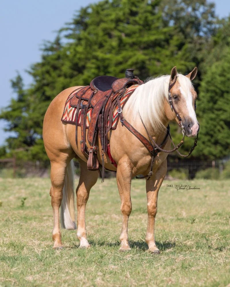 Valley Kingston - Warmblood Horse