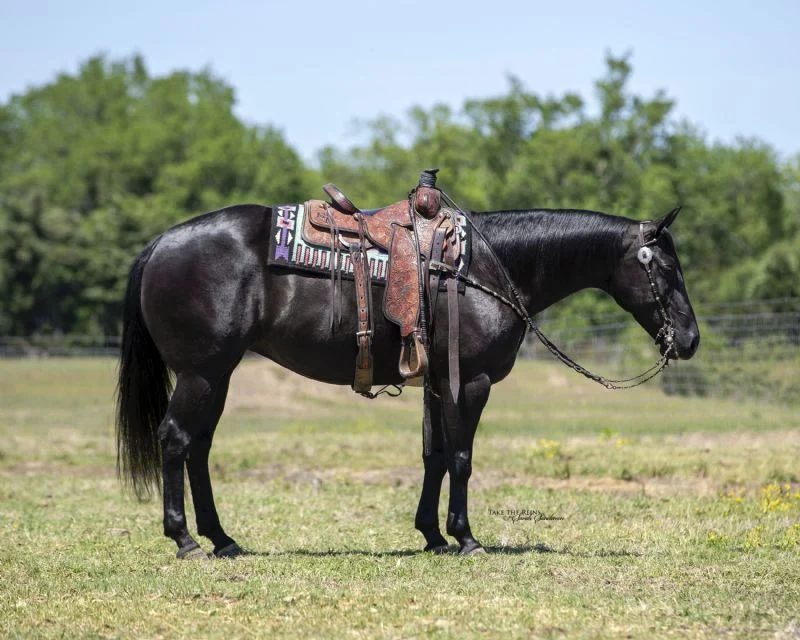 Valley Kingston - Warmblood Horse