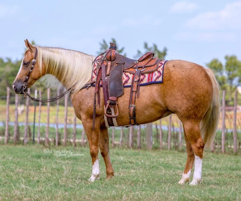 Valley Kingston - Warmblood Horse