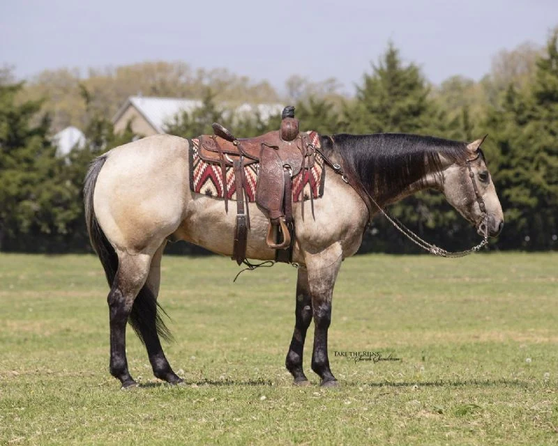 Valley Kingston - Warmblood Horse