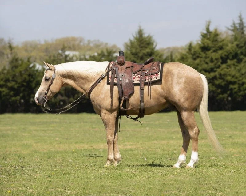 Valley Kingston - Warmblood Horse