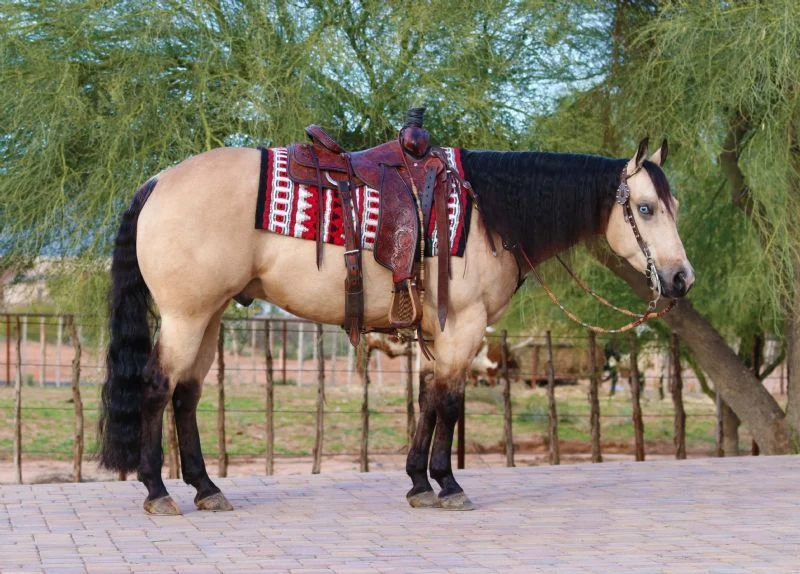 Valley Kingston - Warmblood Horse