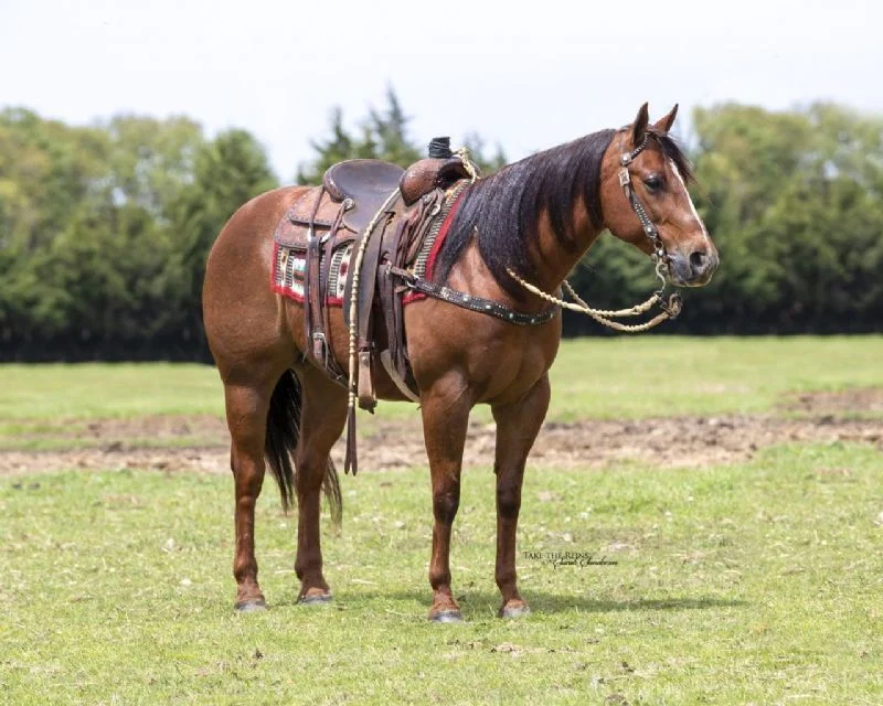 Valley Kingston - Warmblood Horse