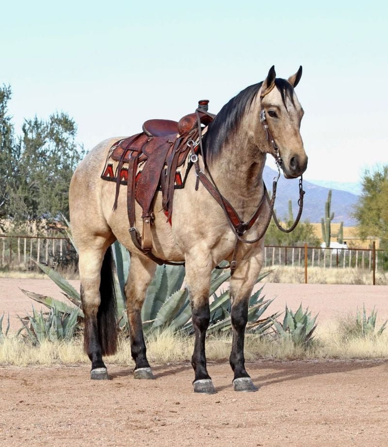 Valley Kingston - Warmblood Horse