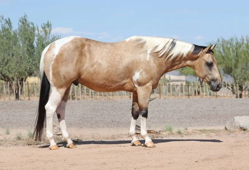 Valley Kingston - Warmblood Horse
