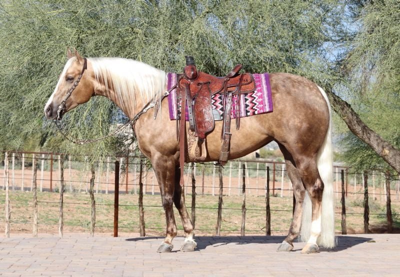 Valley Kingston - Warmblood Horse