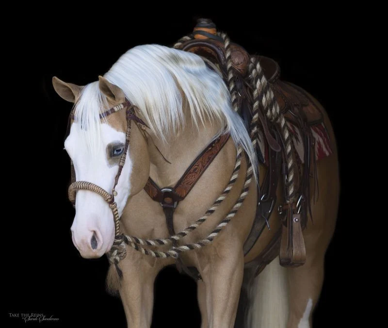 Valley Kingston - Warmblood Horse