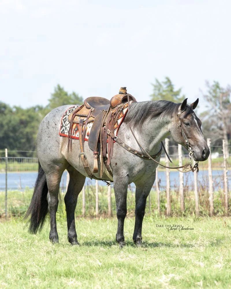 Valley Kingston - Warmblood Horse