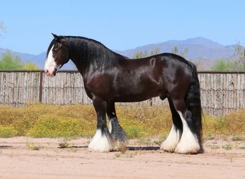 Valley Kingston - Warmblood Horse