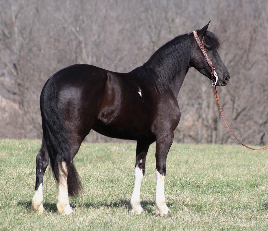 Valley Kingston - Warmblood Horse