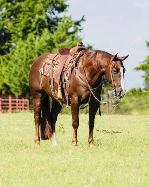 Valley Kingston - Warmblood Horse