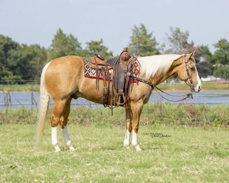 Valley Kingston - Warmblood Horse