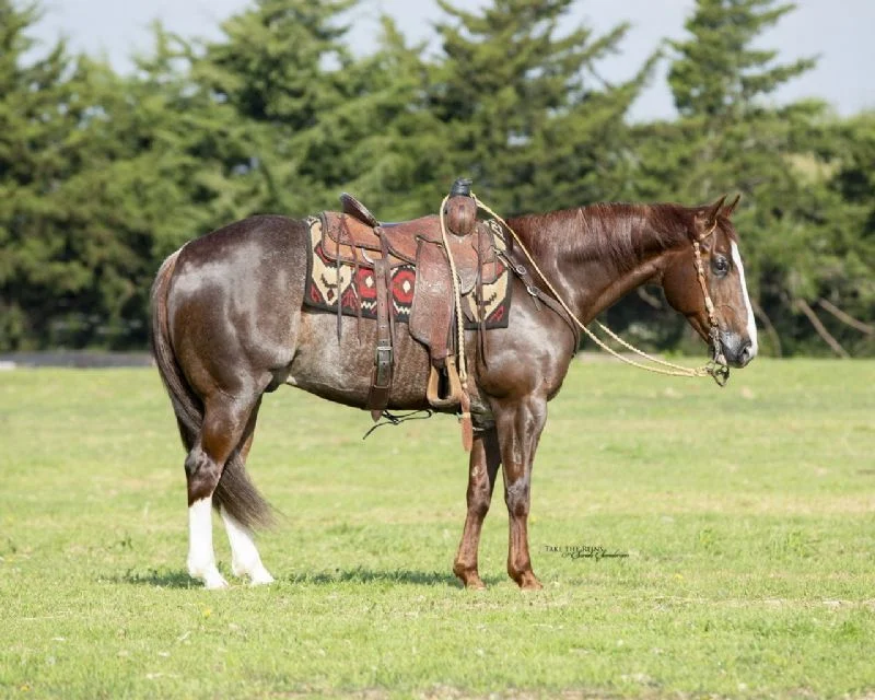 Valley Kingston - Warmblood Horse