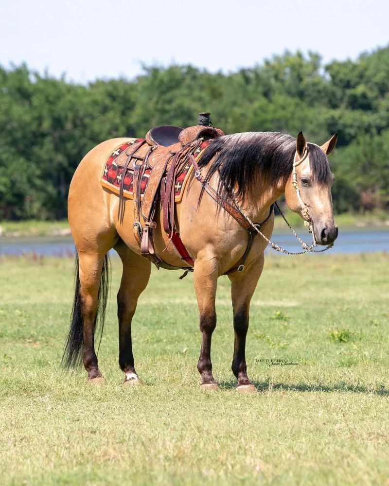 Valley Kingston - Warmblood Horse