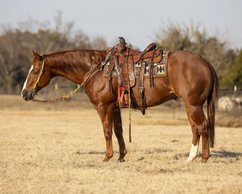Valley Kingston - Warmblood Horse