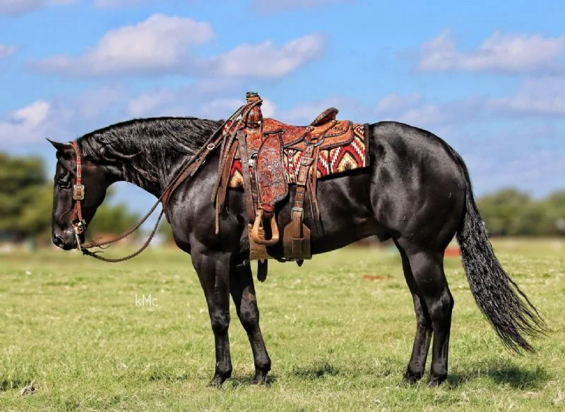 Valley Kingston - Warmblood Horse