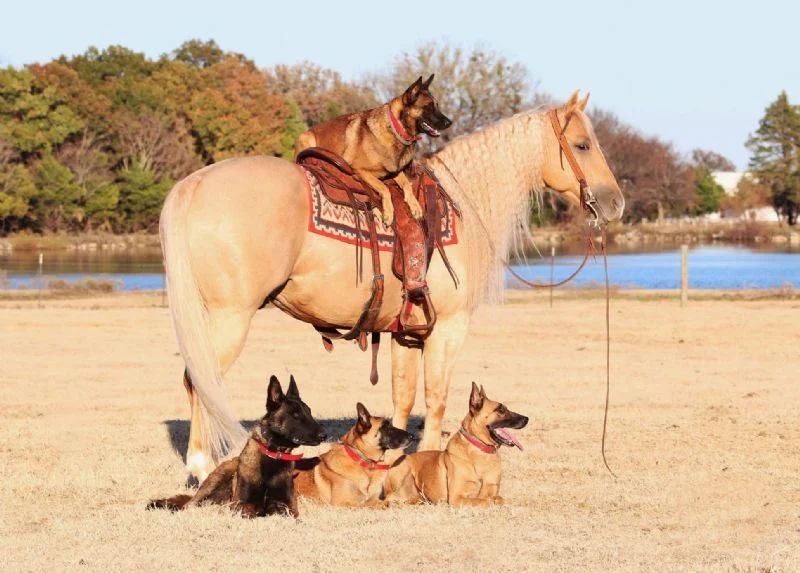 Valley Kingston - Warmblood Horse