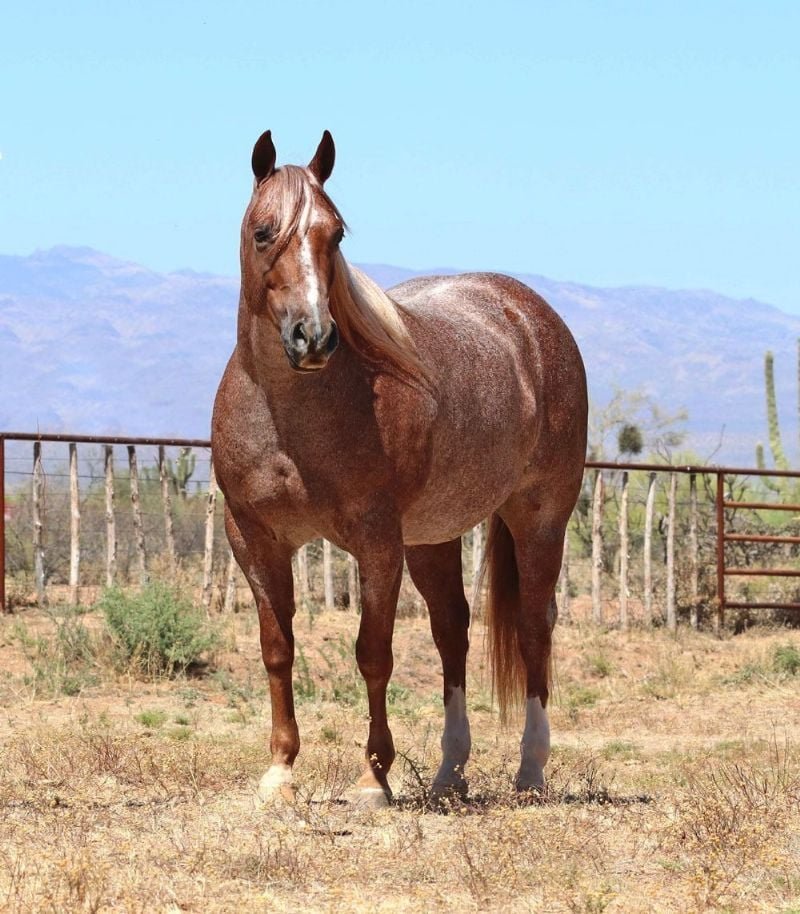 Valley Kingston - Warmblood Horse