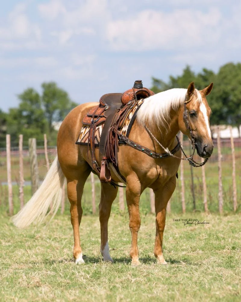 Valley Kingston - Warmblood Horse