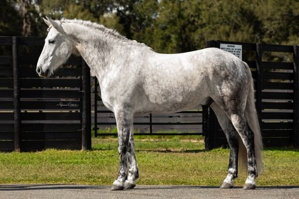 Valley Kingston - Warmblood Horse