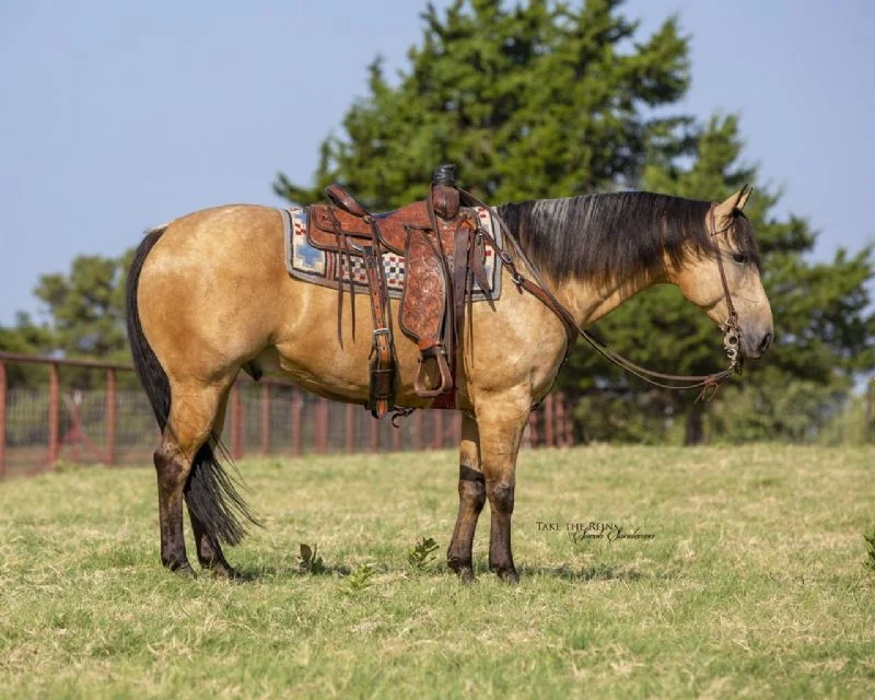 Valley Kingston - Warmblood Horse