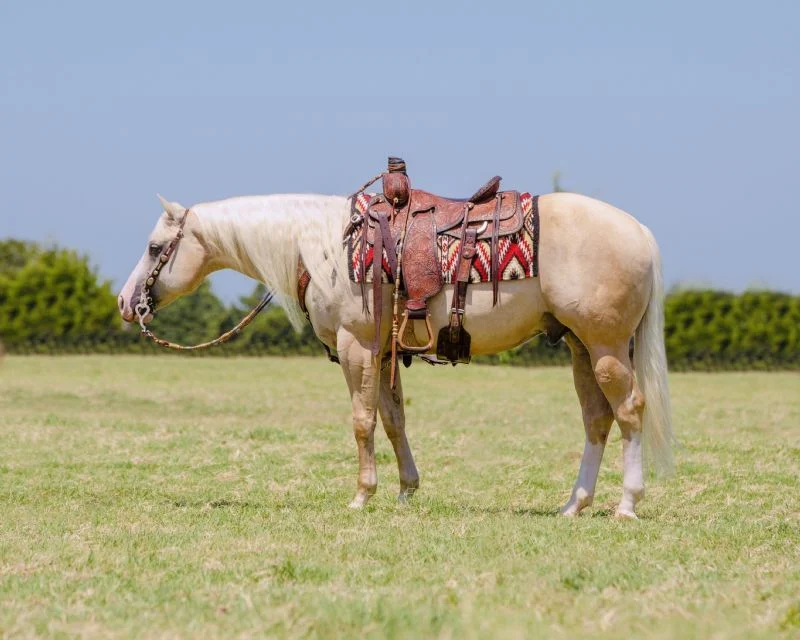 Valley Kingston - Warmblood Horse