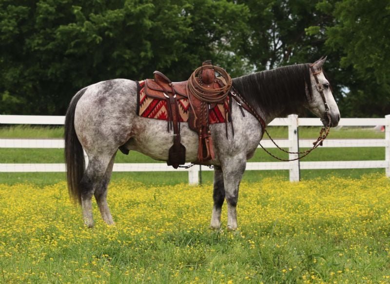 Valley Kingston - Warmblood Horse