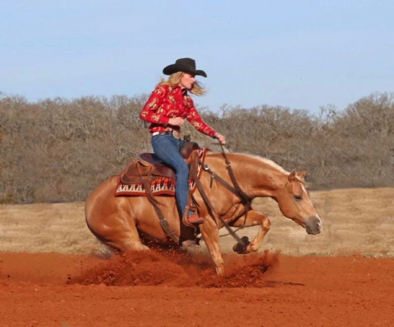 Valley Kingston - Warmblood Horse