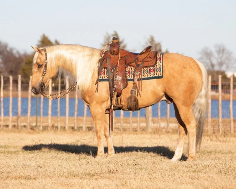 Valley Kingston - Warmblood Horse