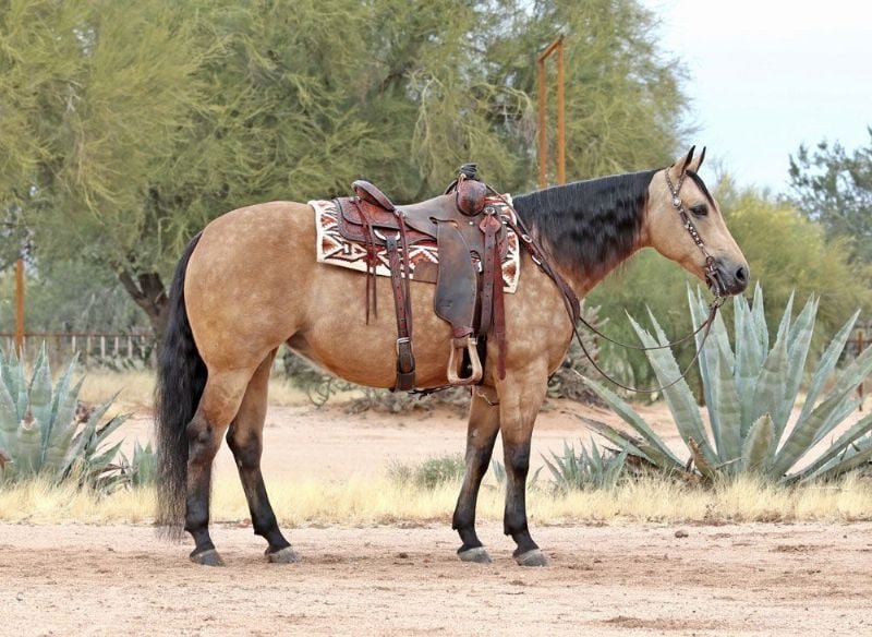 Valley Kingston - Warmblood Horse