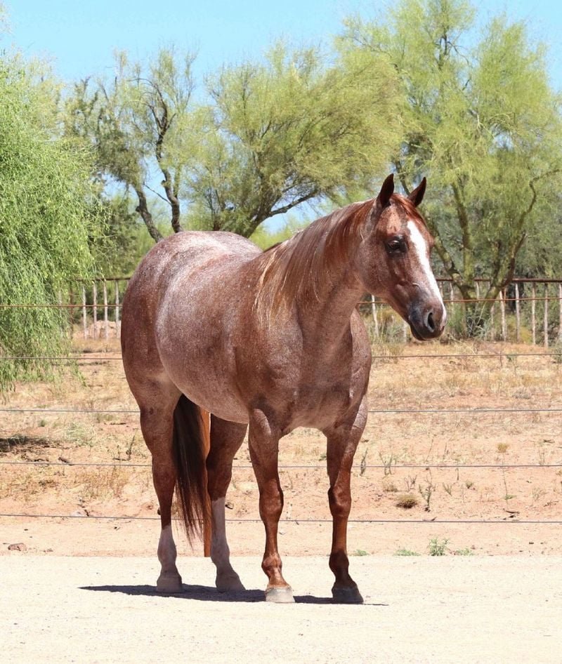 Valley Kingston - Warmblood Horse