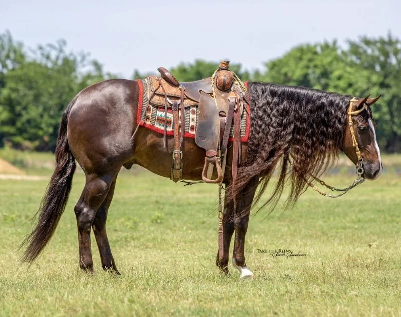Valley Kingston - Warmblood Horse