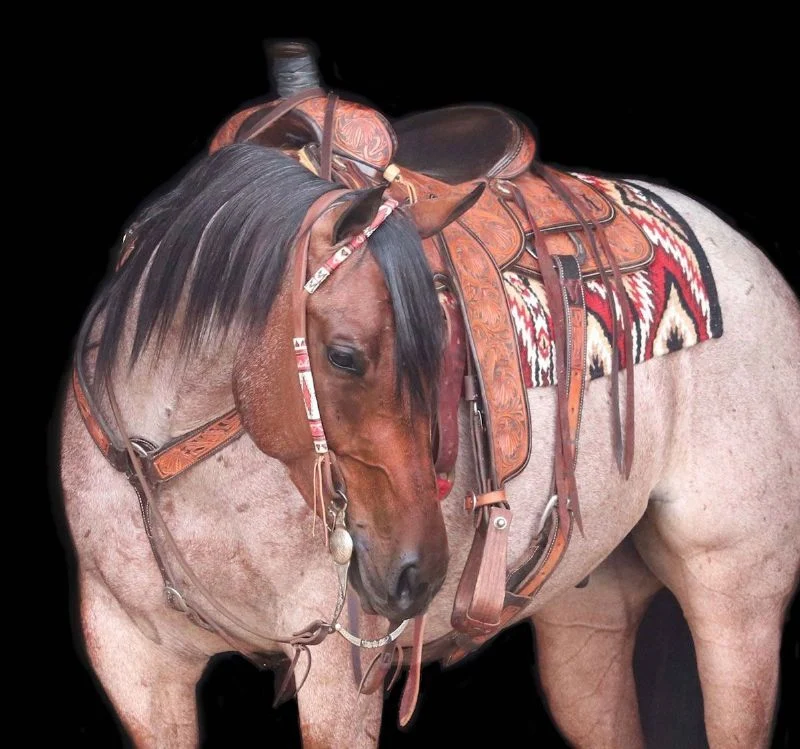 Valley Kingston - Warmblood Horse