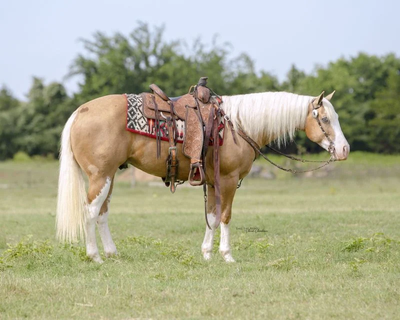 Valley Kingston - Warmblood Horse
