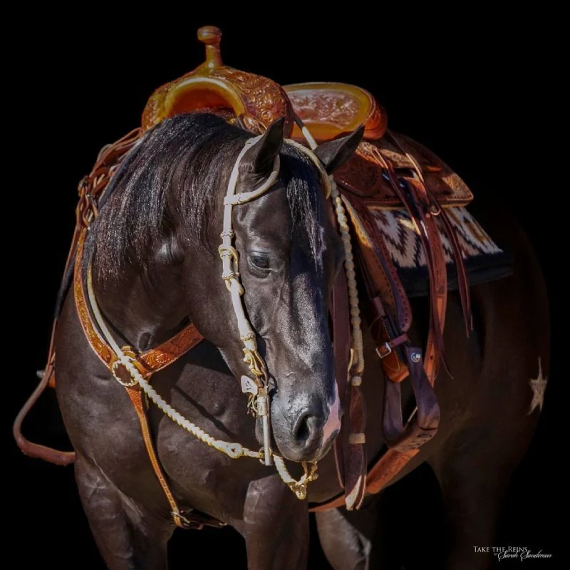 Valley Kingston - Warmblood Horse