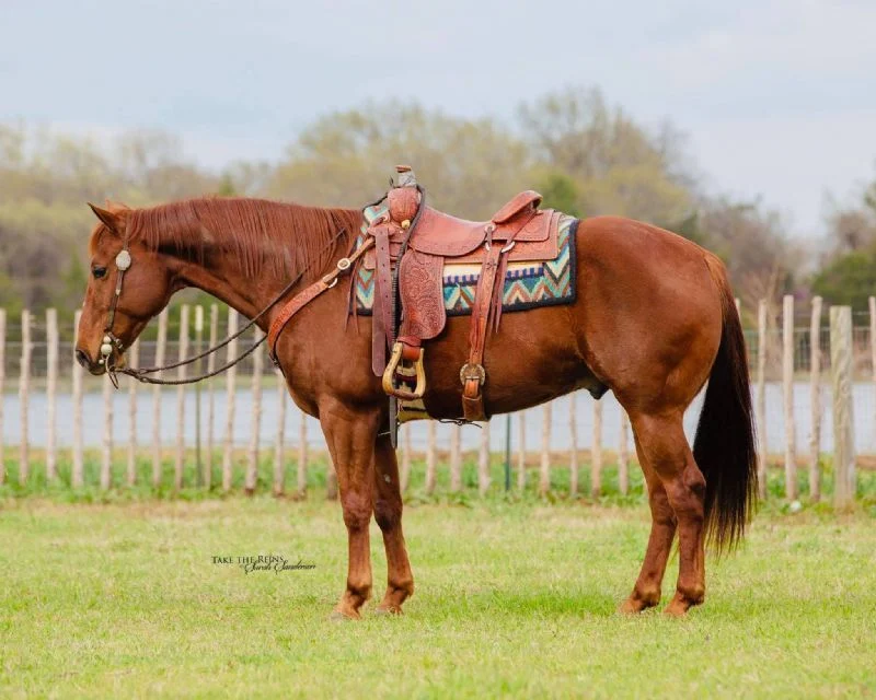 Valley Kingston - Warmblood Horse