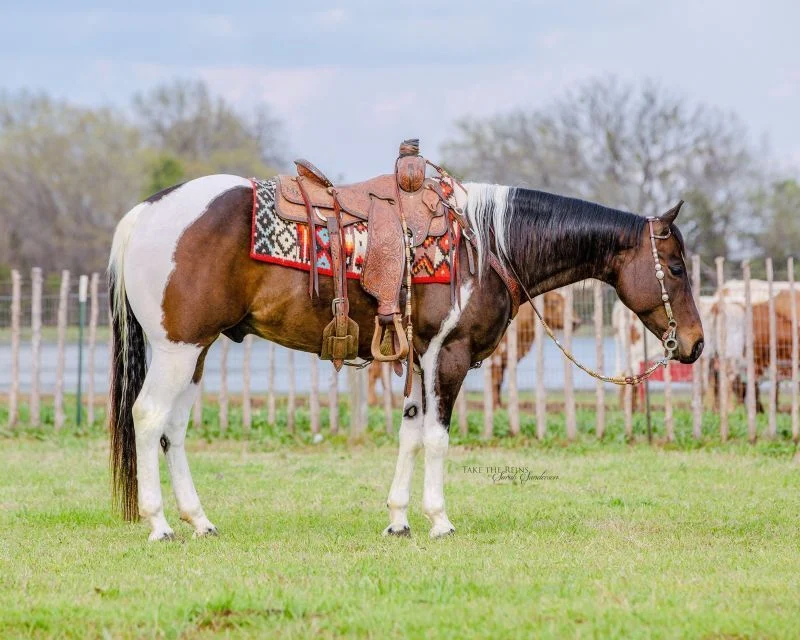 Valley Kingston - Warmblood Horse