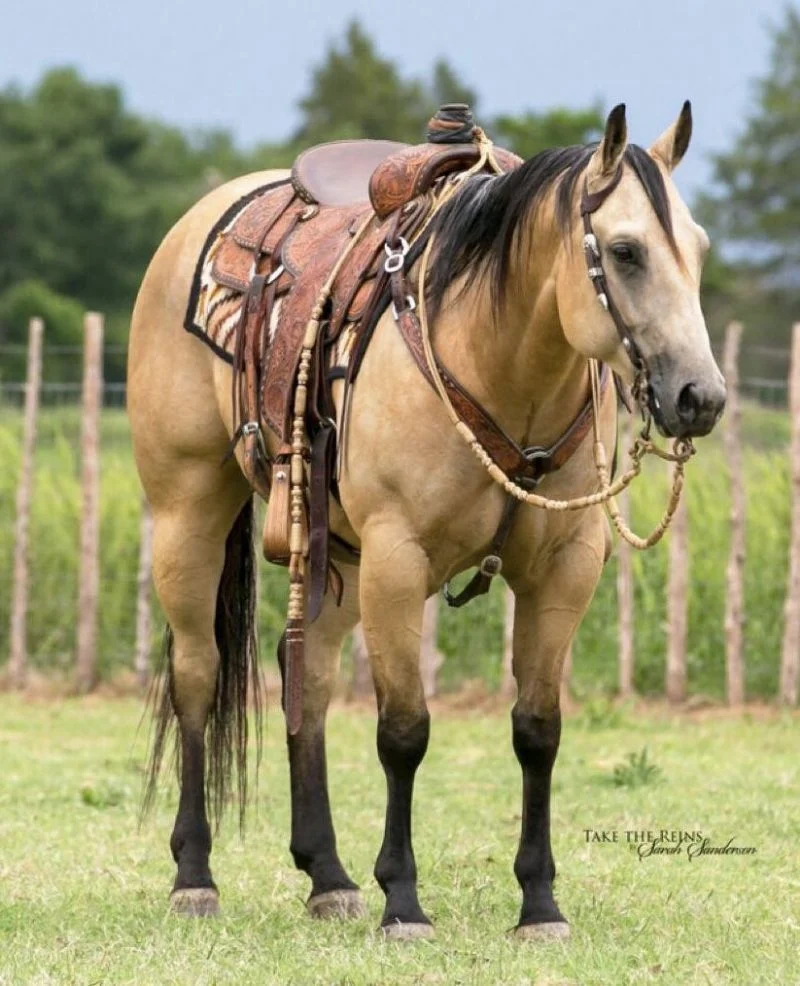 Valley Kingston - Warmblood Horse
