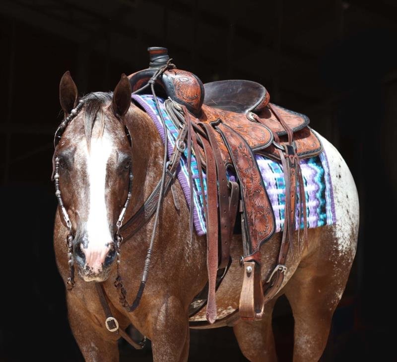 Valley Kingston - Warmblood Horse