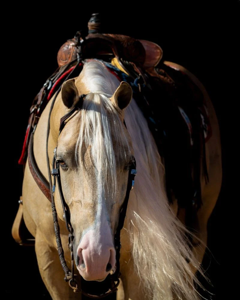 Valley Kingston - Warmblood Horse