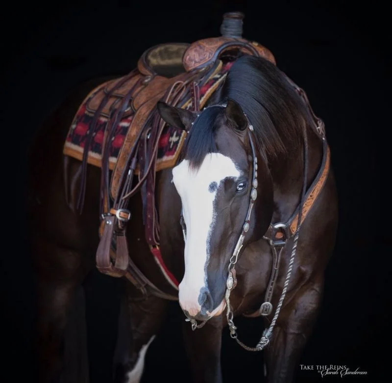 Valley Kingston - Warmblood Horse